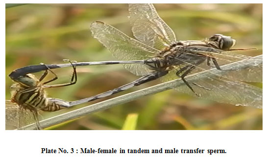 Plate 3: Male-female in tandem and male transfer sperm