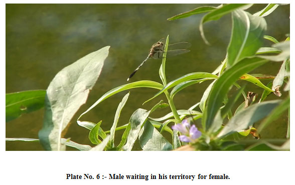 Plate 6: Male waiting in his territory for female