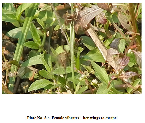 Plate 8: Female vibrates   her wings to escape