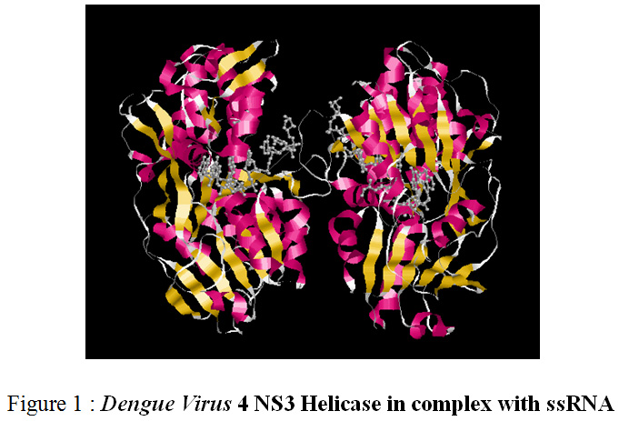 Figure 1: Dengue Virus 4 NS3 Helicase in complex with ssRNA