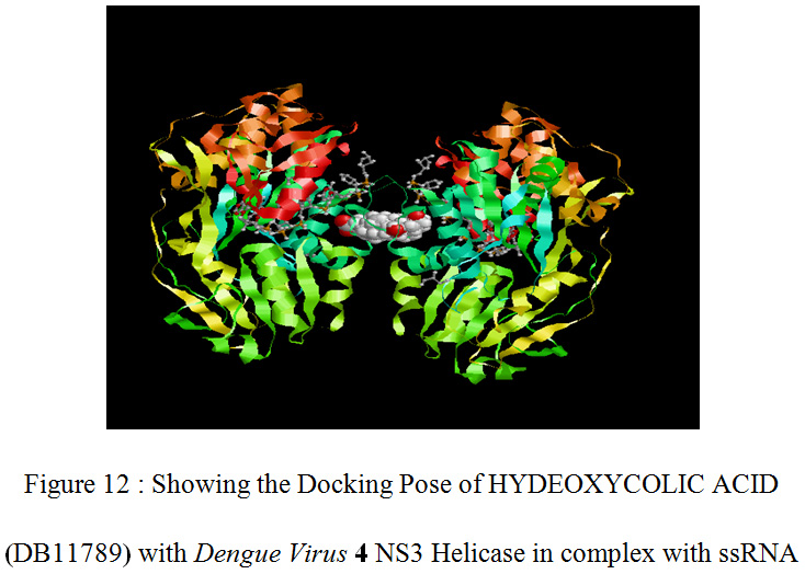 Figure 12 : Showing the Docking Pose of HYDEOXYCOLIC ACID (DB11789) with Dengue Virus 4 NS3 Helicase in complex with ssRNA