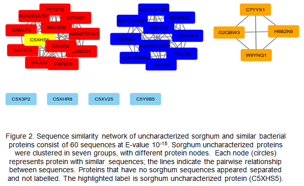 Sequence similarity network of uncharacterized sorghum and similar bacterial proteins consist of 60 sequences at E-value 10-15. Sorghum uncharacterized proteins were clustered in seven groups, with different protein nodes. Each node (circles) represents protein with similar sequences; the lines indicate the pairwise relationship between sequences. Proteins that have no sorghum sequences appeared separated and not labelled. The highlighted label is sorghum uncharacterized protein (C5XHS5).