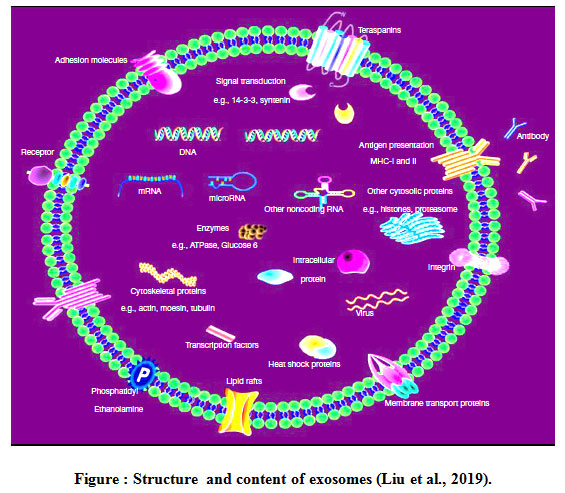 Figure 1: Structure  and content of exosomes (Liu et al., 2019).