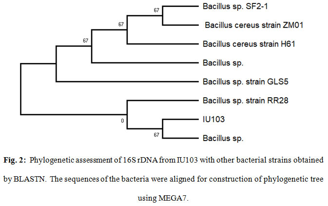 Figure 2: Phylogenetic assessment of 16S rDNA from IU103 with other bacterial strains obtained by BLASTN. The sequences of the bacteria were aligned for construction of phylogenetic tree using MEGA7.