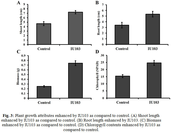 Plant growth attributes enhanced by IU103 as compared to control. (A) Shoot length enhanced by IU103 as compared to control. (B) Root length enhanced by IU103. (C) Biomass enhanced by IU103 as compared to control. (D) Chloropgyll contents enhanced by IU103 as compared to control