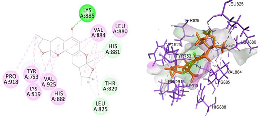 Figure 3. Docked poses of PGR druggable cavity with xyloketal B. Interactions are shown as dashed lines between receptor residues and ligand atoms. Residues highlighted in Green (Lys 885) mediates the hydrogen bond,then His 881,Thr 829,Leu 825 formed the carbon hydrogen bond and residues Leu 880, Val 884, Val 925, His 888, Lys 919, Tyr 753, Pro 918 involves in pi-Alkyl interaction with the receptor PGR.