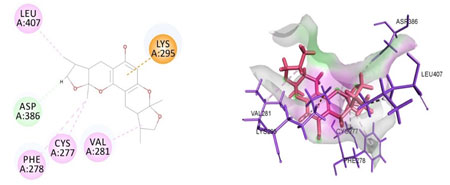 Figure 6. Docked poses of SRC druggable cavity with xyloketal B. Interactions are shown as dashed lines between receptor residues and ligand atoms. Asp386 formed the carbon hydrogen bond interaction, Leu 407, Cys 277, Val 281, Phe 278 were the residues involved in pi-alkyl bonding pink colored dashed lines, then Lys 295 mediated pi cation interaction with the receptor SRC.