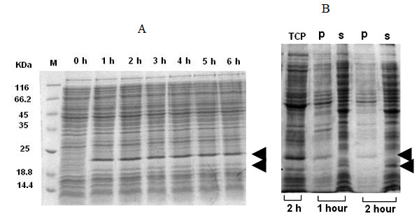 Figure 3: Expression of IFNand endoxylanase signal sequence fusion protein (pETxyl-IFN) at different post-induction time intervals (A). Expression profile at 2h post-induction of total cell-lysate , insoluble fraction (p) and soluble fraction (s).