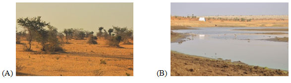 Fig. 2: - (A) Showing the grassland habitat and (B) Showing the wetland habitat in study area