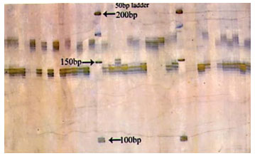 Fig 1: Photograph showing alleles at microsatellite locus (VOLP-03) in Jaisalmeri, Bikaneri and Kachchhi camel. 