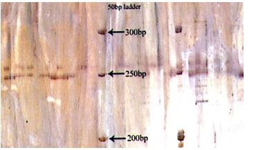 Fig 2: Photograph showing alleles at microsatellite locus (VOLP-10) in Jaisalmeri, Bikaneri and Kachchhi camel.