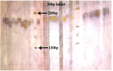 Fig 5: Photograph showing alleles at microsatellite locus (YWLL-38) in Jaisalmeri and Kachchhi camel.