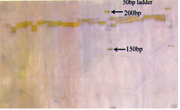 Fig 6: Photograph showing alleles at microsatellite locus (YWLL-38) in Jaisalmeri and Bikaneri camel.