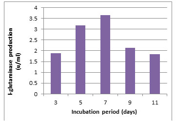 Figure 6. Effect of the incubation period on the production of L-glutaminase in broth medium by the isolate MM11