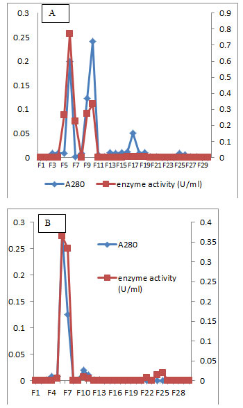 Figure 7. Elution profile of L-glutaminase of the isolate MM11 after sephadex G-100 column chromatography (A) and DEAE-Cellulose column chromatography (B).