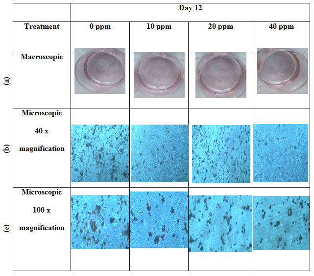 Figure 2. Macroscopic and microscopic features of Oil Red O stained on 3T3-L1 cells with four different treatments: 0 ppm, 10 ppm, 20 ppm, 40 ppm: (a) macroscopic images, (b) microscopic 40x magnification images, and (c) microscopic 100x magnification images.