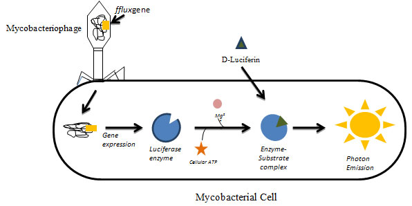Fig.1:Luciferase Reporter Phage (LRP) Assay: Genetically modified mycobacteriophages expressing luciferase gene (fflux gene) infecting viable mycobacterial cells. The gene gets expressed and upon the addition of substrate luciferin results in emission of measurable light in the presence of cellular ATP and Mg2+. The emitted light is measured in the luminometer.