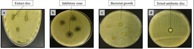 Figure 1: Inhibition zones shown by Moringa oleifera extracts (a) Methanol extract against Bacillus subtilus, (b) Ethyl acetate extract against Streptococcus viridans, (c) Hexane extract against E. coli, (d) Tested antibiotic Kanamycin as positive control