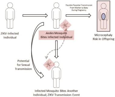 Figure 3: Schematic representation of Zika virus spread, including transmission via sexual intercourse and blood transfusion, possibility of placental transmission (Sikka et al., 2016)