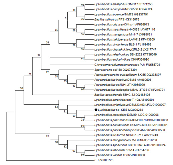 Figure 1: Phylogenetic tree prepared using MEGA 7 software with Neighbor Joining methodon the basis of 16sRNA sequencing.