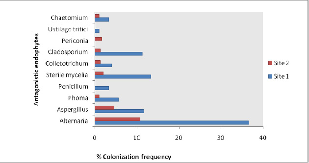 Figure 2: % Colonization frequency of the antagonistic endophytic population from both sites.