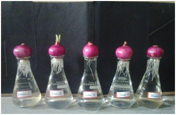 Figure 4: Organization of the experiment, with Allium cepa where groups of 5 onion bulbs were exposed for growth