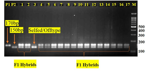 Figure 4: Amplification profile of brinjal hybrid ‘Asha’and its parents with Co-dominant SSR maker emb01F16 resolved on 3% agarose gel; M=100bp DNA ladder, P1=Male parent, P2= Female parent, Lane 1, 2, 4-17=individual F1 plants, Lane 3= Selfed/Offtype
