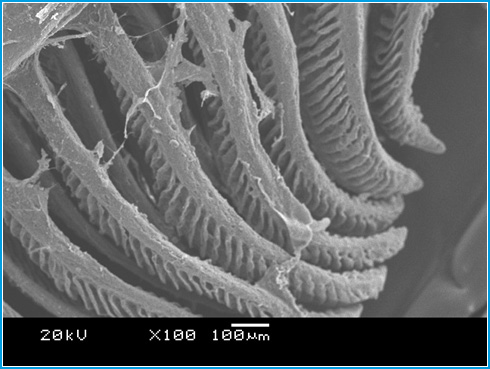 Figure 8: Scanning Electron Micrograph of Gill tissue in the controlgroup of Channa punctatus.