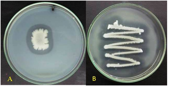 Zone of hydrolysis on A) skim milk agar B) Gelatin agar by bacterial isolate Bacillus cereus GVK 21.