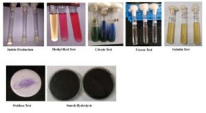 Production of Tannin Acyl Hydrolase and its Purification from ...